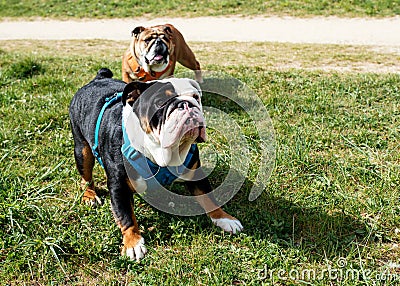 Black and white English Bulldog in blue harness jumping and catching ball on the grass Stock Photo