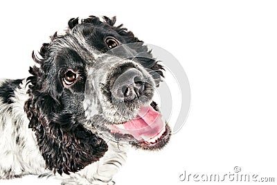 Black and white english cocker spaniel looking up Stock Photo