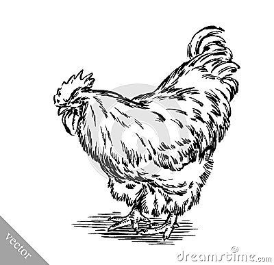 Black and white engrave chicken illustration Vector Illustration
