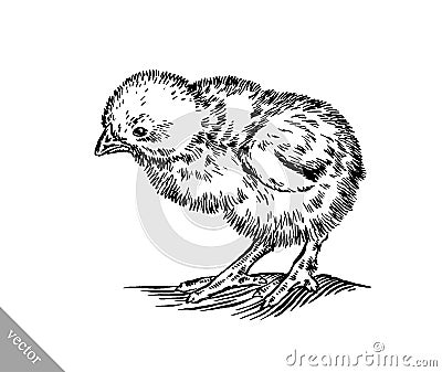 Black and white engrave chicken illustration Vector Illustration