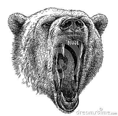 Black and white engrave isolated bear illustration Cartoon Illustration