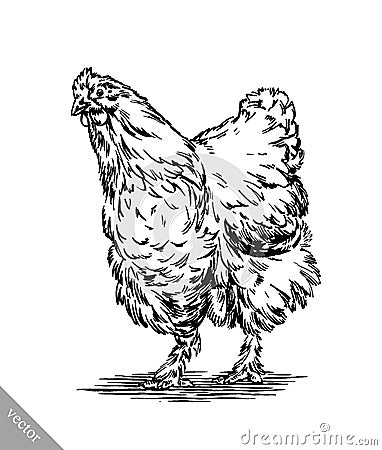 Black and white engrave isolated chicken illustration Vector Illustration