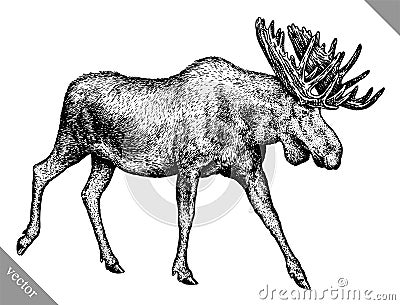 Black and white engrave isolated elk hand draw vector illustration Vector Illustration