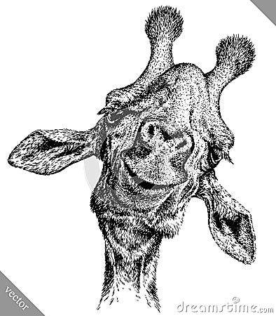 Black and white engrave isolated giraffe vector illustration Vector Illustration