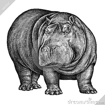 Black and white engrave isolated hippo vector illustration Vector Illustration