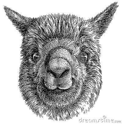 Black and white engrave isolated Lama illustration Stock Photo