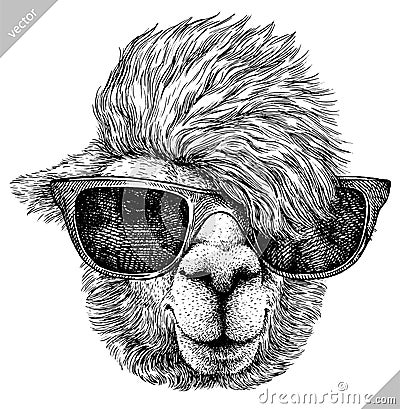 Black and white engrave isolated Lama illustration Vector Illustration