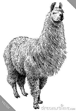 Black and white engrave isolated Lama vector illustration Vector Illustration