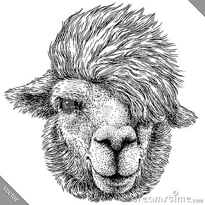 Black and white engrave isolated Lama vector illustration Vector Illustration