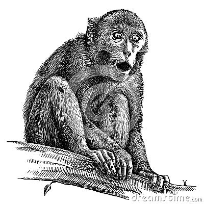 Black and white engrave isolated monkey illustration Stock Photo