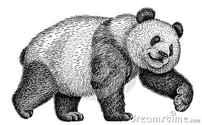 Black and white engrave isolated panda illustration Stock Photo