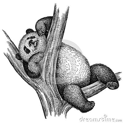 Black and white engrave isolated panda illustration Stock Photo