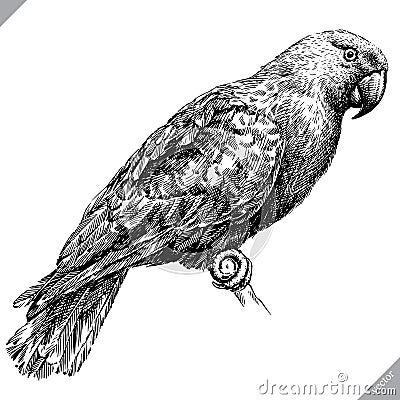 Black and white engrave isolated parrot vector illustration Vector Illustration