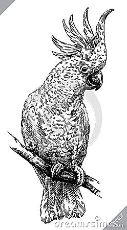 Black and white engrave isolated parrot vector illustration Vector Illustration