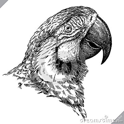 Black and white engrave isolated parrot vector illustration Vector Illustration