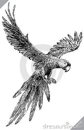 Black and white engrave isolated parrot vector illustration Vector Illustration