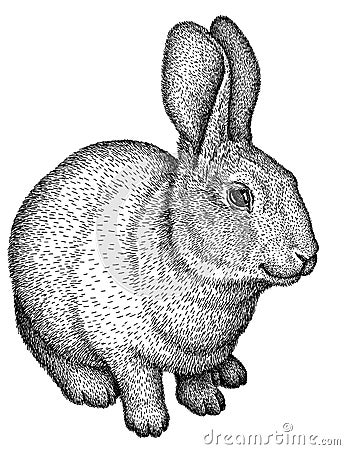 Black and white engrave isolated rabbit illustration Stock Photo