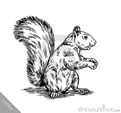 Black and white engrave isolated squirrel illustration Vector Illustration