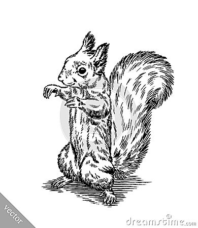 Black and white engrave isolated squirrel illustration Vector Illustration