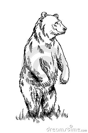 Black and white engrave isolated vector bear Vector Illustration