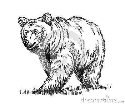 Black and white engrave isolated vector bear Vector Illustration