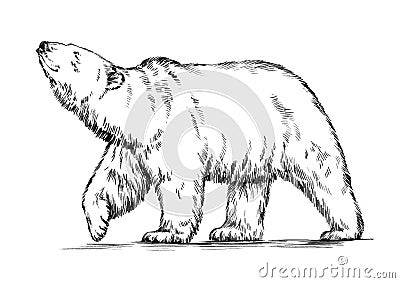 Black and white engrave isolated vector bear Vector Illustration