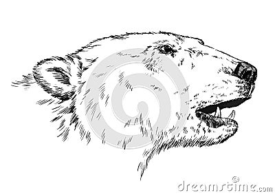 Black and white engrave isolated vector bear Vector Illustration