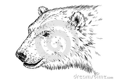 Black and white engrave isolated vector bear Vector Illustration