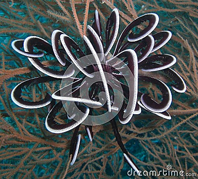 Black and white Feather Star Stock Photo