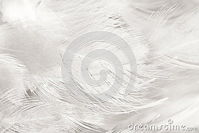 Black and white feather texture background Stock Photo