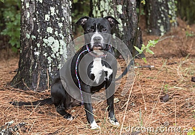 Black and white female Boxer Pitbull dog with old scars sitting outside on leash Stock Photo