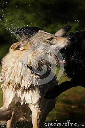 Black and white fight Stock Photo