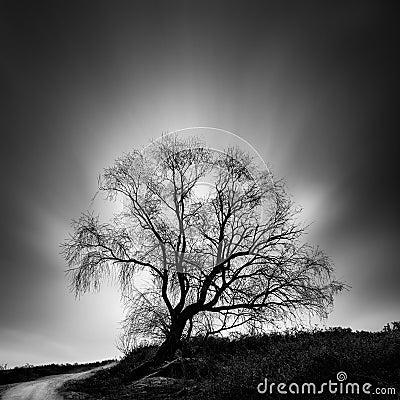 Black and White, fine Art landscape image with tree Stock Photo