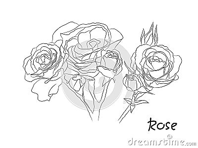 Black and white floral vector set. Isolated Hand drawn black contours of rose flowers on white background. Vector Illustration