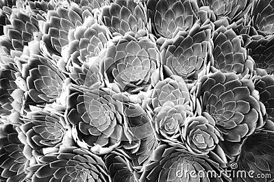 Black and white flower abstract Stock Photo