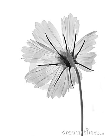 Black and white flower isolated on a black Stock Photo