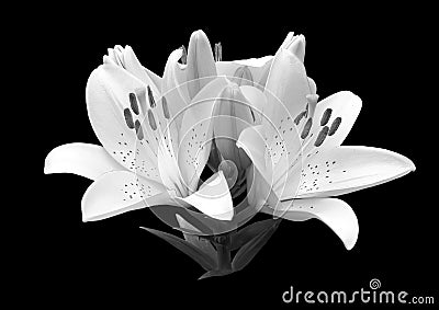 Black and white flower lily. Stock Photo