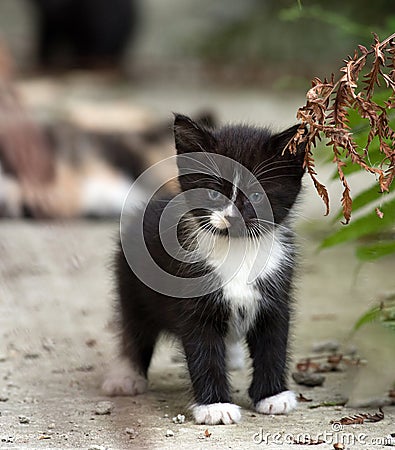 Black and white fluffy kitten standing near fern leaf. Selective focus Stock Photo