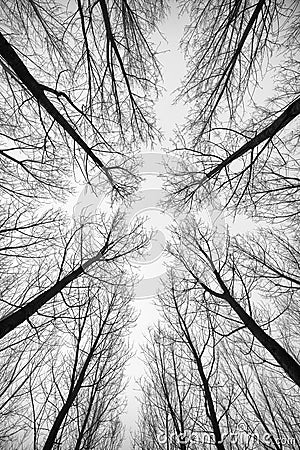 Black and white forest of trees photographed from below - the effect abstract Stock Photo