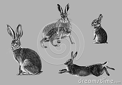 Freehand sketch of wild rabbit Stock Photo