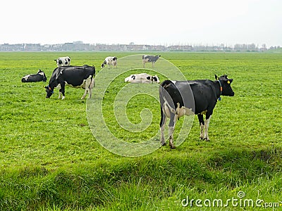 Black and white fresian holstien dairy cattle in a field Stock Photo