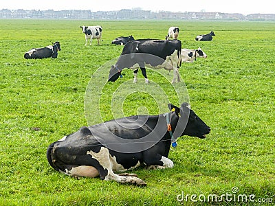 Black and white fresian holstien dairy cattle in a field Stock Photo