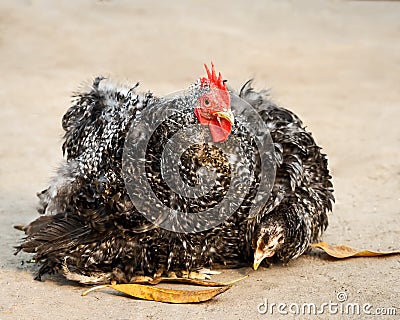 Black and white frizzle. Stock Photo