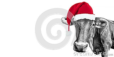 Black and white fun cow on white with a Santa hat, Christmas greeting card Stock Photo