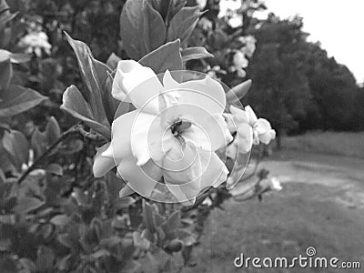 Black and White Gardenia flower Stock Photo