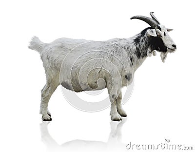 Black And White Goat Stock Photo