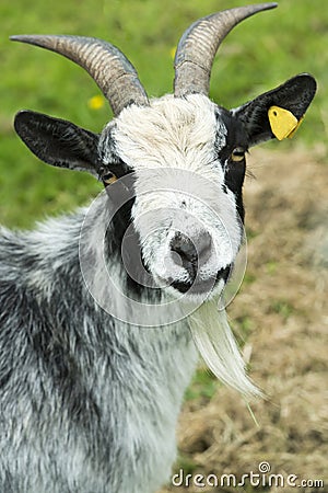 Black and white Goat Stock Photo