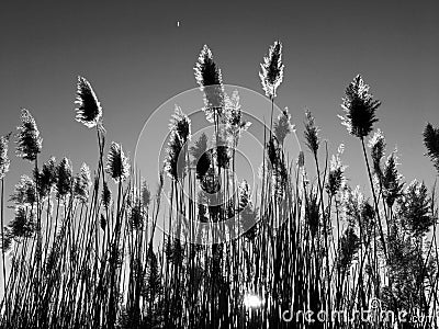 Tall pampas Cortaderia grass in a field on the background of the setting sun and blue sky. Bright Sunny summer photo. Golden ear Stock Photo