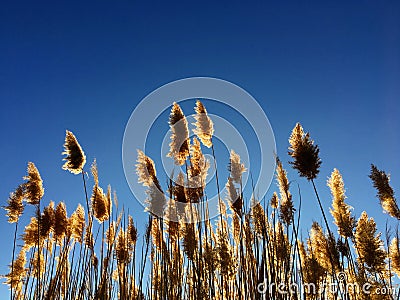Tall pampas Cortaderia grass in a field on the background of the setting sun and blue sky. Bright Sunny summer photo. Golden ear Stock Photo