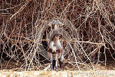 Black and white hairy female goat doe, nanny standing on the rocks in Jebel Jais mountain range, UAE Stock Photo